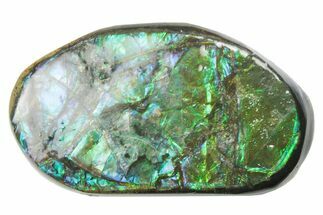 Iridescent Ammolite (Fossil Ammonite Shell) - Alberta #357525
