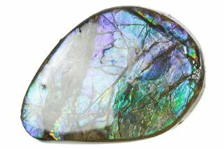 Iridescent Ammolite (Fossil Ammonite Shell) - Alberta #357527