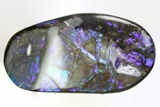 Flashy Ammolite (Fossil Ammonite Shell) - Purples & Blues #357533