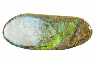 Flashy Ammolite (Fossil Ammonite Shell) - Blues & Greens #357536