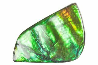 Flashy Ammolite (Fossil Ammonite Shell) - Brilliant Greens #357539