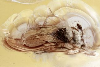 Fossil Parasitoid Wasp (Scelionidae) in Baltic Amber #357714