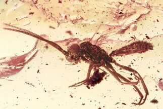 Detailed Fossil Male Ichneumon Wasp (Ichneumonidae) In Baltic Amber #357724