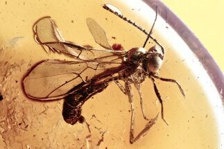 Fossil Ichneumon Wasps (Ichneumonidae & Hybrizontinae) In Baltic Amber #357733
