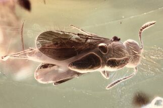 Fossil True Bug (Heteroptera) and Wasp (Scelionidae) In Baltic Amber #357742