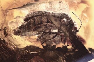 Detailed Fossil Marsh Beetle (Scirtidae) in Baltic Amber #357752