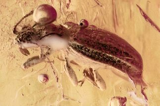 Fossil Fungus Beetle and Fungus Gnat in Baltic Amber #357764