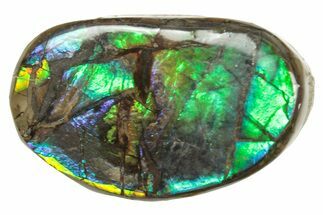 Iridescent Ammolite (Fossil Ammonite Shell) - Alberta #357394