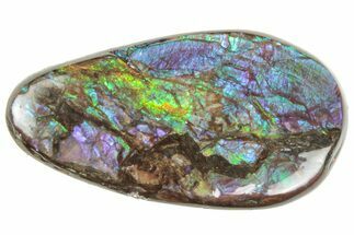 Iridescent Ammolite (Fossil Ammonite Shell) - Alberta #357402