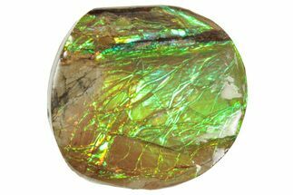 Iridescent Ammolite (Fossil Ammonite Shell) - Alberta #357409