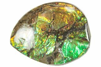 Iridescent Ammolite (Fossil Ammonite Shell) - Alberta #357422