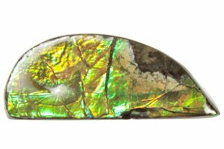 Iridescent Ammolite (Fossil Ammonite Shell) - Alberta #357436