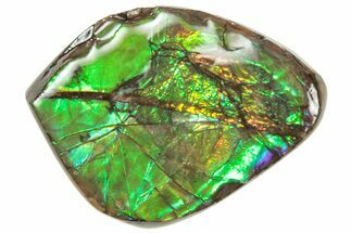 Iridescent Ammolite (Fossil Ammonite Shell) - Alberta #357440
