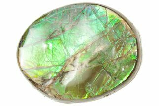 Iridescent Ammolite (Fossil Ammonite Shell) - Alberta #357444