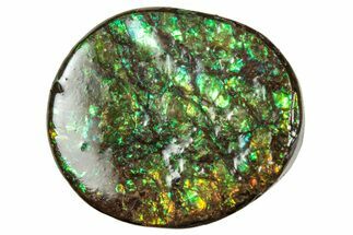 Flashy Ammolite (Fossil Ammonite Shell) - Greens & Oranges #357572
