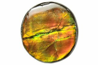 Flashy Ammolite (Fossil Ammonite Shell) - Rainbow Colored #357578