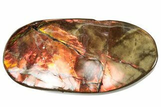 Flashy Ammolite (Fossil Ammonite Shell) - Rainbow Colored #357581