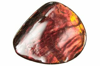 Flashy Ammolite (Fossil Ammonite Shell) - Brilliant Reds #357584