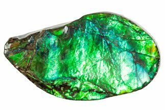 Flashy Ammolite (Fossil Ammonite Shell) - Brilliant Greens #357591