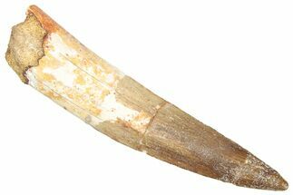 Fossil Spinosaurus Tooth - Real Dinosaur Tooth #357789