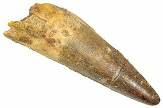 Fossil Spinosaurus Tooth - Real Dinosaur Tooth #357810