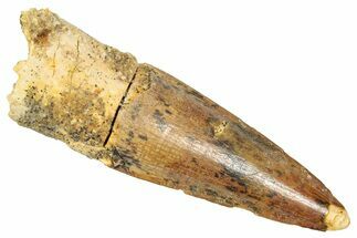 Fossil Spinosaurus Tooth - Real Dinosaur Tooth #357816