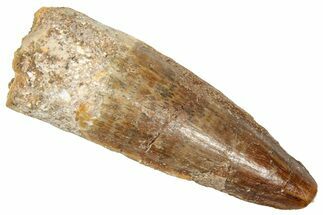 Fossil Spinosaurus Tooth - Real Dinosaur Tooth #357821