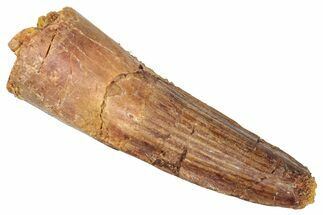 Fossil Spinosaurus Tooth - Real Dinosaur Tooth #357834
