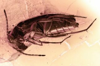 Detailed Fossil False Flower Beetle (Scraptiidae) in Baltic Amber #357775
