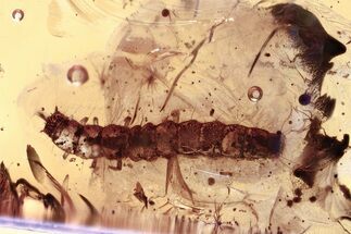 Fossil False Flower Beetle Larva and Fungus Gnat in Baltic Amber #357778