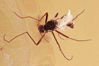 Detailed Fossil True Midge (Chironomidae) in Baltic Amber #357797
