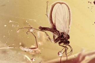 Detailed Fossil Fungus Gnat (Mycetophilidae) In Baltic Amber #357817