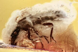 Detailed Fossil Termite (Isoptera) In Baltic Amber #357818