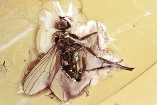 Detailed Fossil Long-Legged Fly (Dolichopodidae) in Baltic Amber #357819