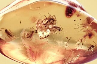 Fossil Dark-Winged Fungus Gnat Swarm (Sciaridae) In Baltic Amber #357825