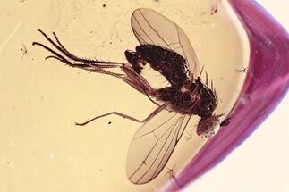 Detailed Fossil Long-Legged Fly (Dolichopodidae) in Baltic Amber #357838