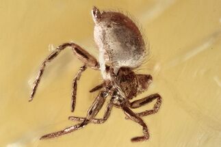 Detailed Fossil Spider (Araneae) In Baltic Amber #357851