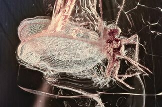 Fossil Winged Scale Insect (Coccoidea) in Baltic Amber #357863