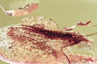 Large Fossil Bristletail (Machilidae) In Baltic Amber #357868