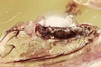 Detailed Fossil Leafhopper (Cicadellidae) In Baltic Amber #357872