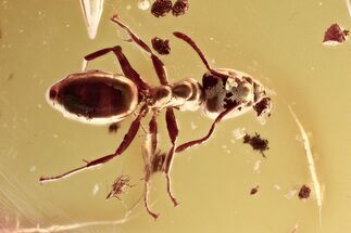 Detailed Fossil Ant (Dolichoderinae) and Bark in Baltic Amber #357878