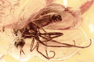 Detailed Fossil Dagger Fly (Empididae) In Baltic Amber #357881