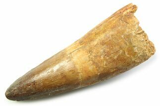 Fossil Spinosaurus Tooth - Real Fossil Tooth #357689