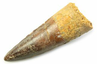 Fossil Spinosaurus Tooth - Real Fossil Tooth #357693