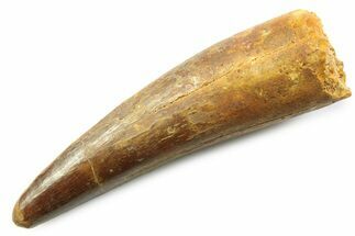 Fossil Spinosaurus Tooth - Real Fossil Tooth #357695