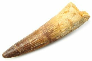 Fossil Spinosaurus Tooth - Real Dinosaur Tooth #357712