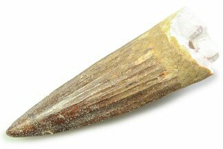 Fossil Spinosaurus Tooth - Real Dinosaur Tooth #357722