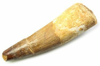 Fossil Spinosaurus Tooth - Feeding Worn Tooth #357728