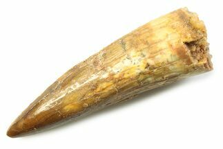 Fossil Spinosaurus Tooth - Real Dinosaur Tooth #357731