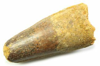 Fossil Spinosaurus Tooth - Feeding Worn Tooth #357745